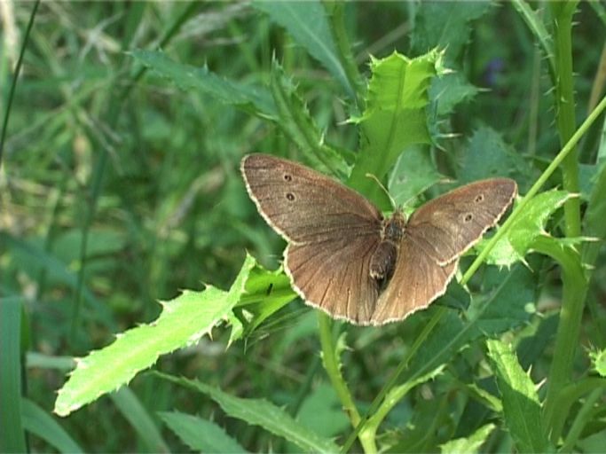 Brauner Waldvogel ( Aphantopus hyperantus ), Männchen : Brüggen, Brachter Wald 11.07.2005